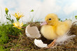 Easter duckling