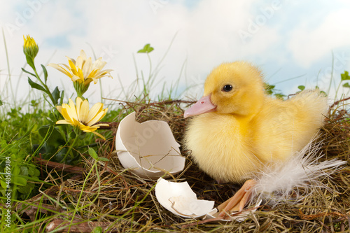 Photo: Easter duckling Easter duckling
