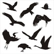 silhouettes of birds