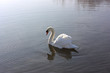 Photo: cygne cygne
