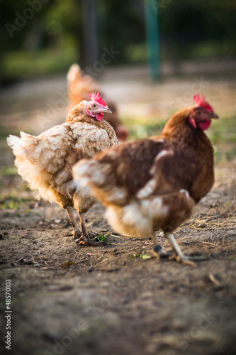 Photo: Hen in a farmyard (Gallus gallus domesticus) Hen in a farmyard (Gallus gallus domesticus)