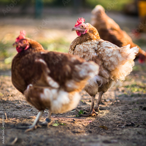 Photo: Hen in a farmyard (Gallus gallus domesticus) Hen in a farmyard (Gallus gallus domesticus)