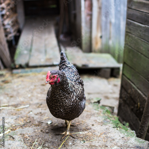 Photo: Hen in a farmyard (Gallus gallus domesticus) Hen in a farmyard (Gallus gallus domesticus)