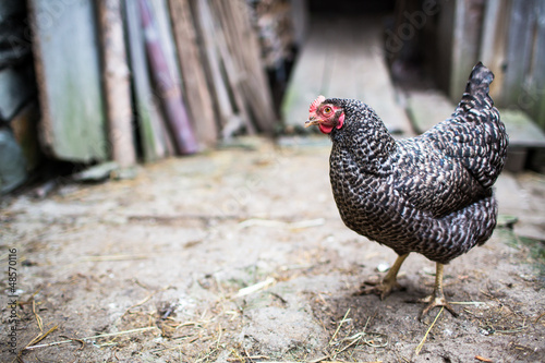 Photo: Hen in a farmyard (Gallus gallus domesticus) Hen in a farmyard (Gallus gallus domesticus)