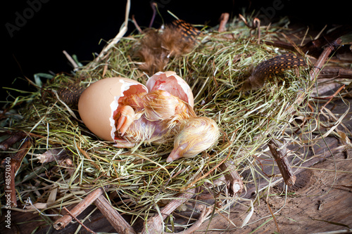 Photo: Little chick hatching Little chick hatching
