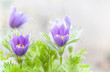 Photo: Springtime pasque-flowers Springtime pasque-flowers
