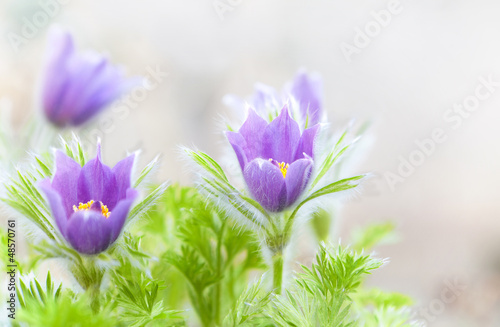 Photo: Springtime pasque-flowers Springtime pasque-flowers