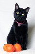 Photo: Black cat Black cat