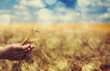 Photo: Farmer hand keep green wheat spikelet. Farmer hand keep green wheat spikelet.