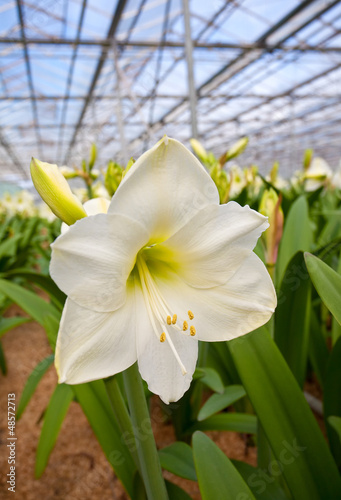 Photo: Blossoming lily in a greenhouse Blossoming lily in a greenhouse
