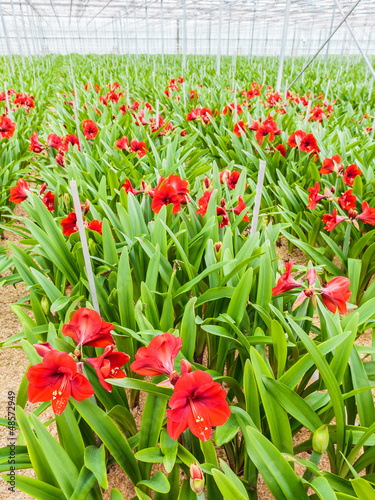 Photo: Growth of red lilies inside a greenhouse Growth of red lilies inside a greenhouse