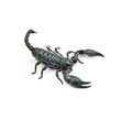 Heterometrus longimanus back scorpion