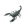 Heterometrus longimanus back scorpion