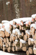 Wood pile in forest