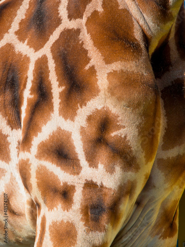 Photo: Giraffe torso skin detail Giraffe torso skin detail
