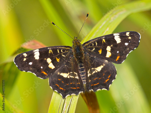 Photo: Beautiful map butterfly is resting on grass in the sun Beautiful map butterfly is resting on grass in the sun