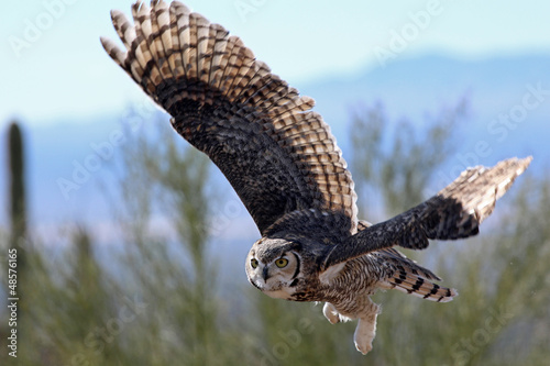 Photo: Daytime Flight Daytime Flight