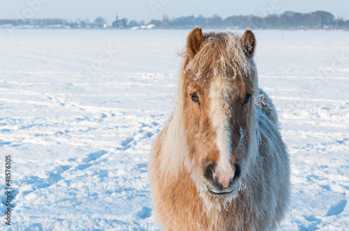 Photo: Portrait of a horse in winter Portrait of a horse in winter