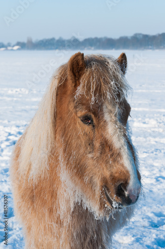 Photo: Portrait of a horse in winter Portrait of a horse in winter