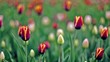 Video: Lot of tulips on field, focus on flower at foreground Lot of tulips on field, focus on flower at foreground