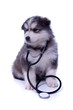 Husky Welpe mit Stethoskop