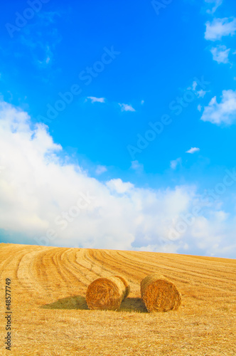 Photo: Hay rolls, blue sky and yellow field in summer. Hay rolls, blue sky and yellow field in summer.