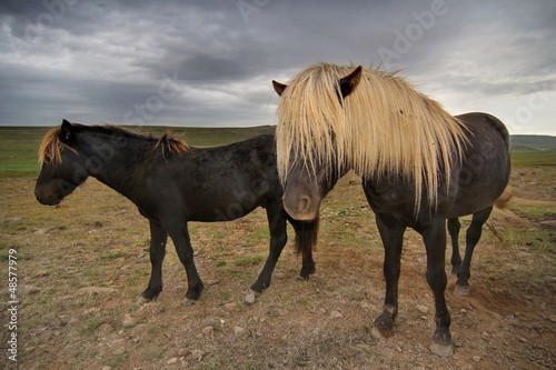 Photo: Blonde haired horses Blonde haired horses