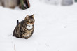 Kleiner dicker Kater im Schnee