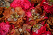 Photo: Fallen camelia blooms Fallen camelia blooms