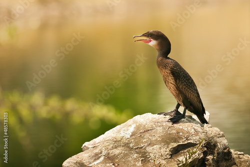Photo: bird bird