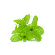 Mint aromatic herbs
