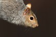 Gray Squirrel