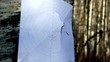 Bullet hit paper shooting mark on birch