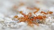 Tropical red weaver ants eating beetle close up