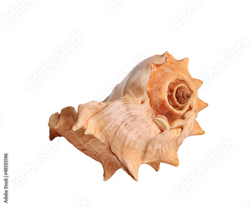 Photo: Shell on the white background Shell on the white background