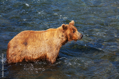 Photo: Bear on Alaska Bear on Alaska