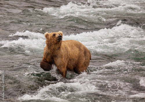 Photo: Bear on Alaska Bear on Alaska