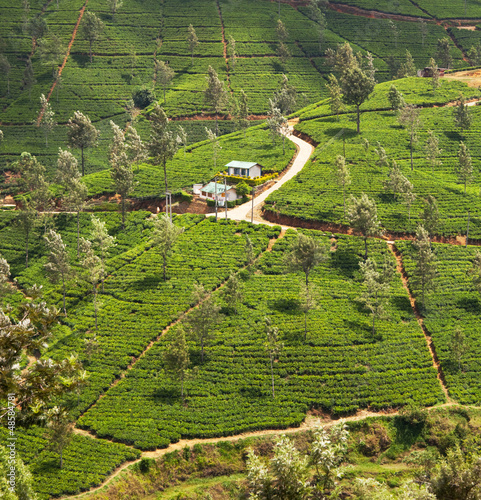 Photo: Tea plantation Tea plantation