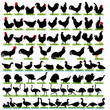Vector: 77 Farm Birds Detailed Silhouettes 77 Farm Birds Detailed Silhouettes