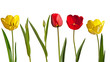 canvas print picture - tulips