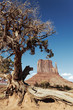 tree and Monument Valley