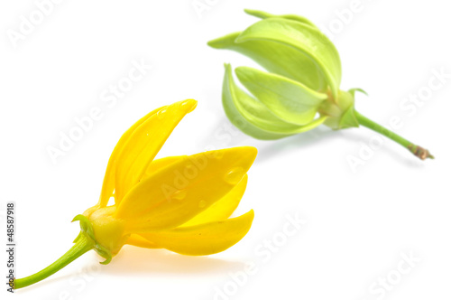 Photo: Ylang-Ylang Flower Ylang-Ylang Flower