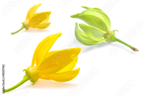 Photo: Ylang-Ylang Flower Ylang-Ylang Flower