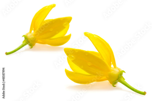 Photo: Ylang-Ylang Flower Ylang-Ylang Flower