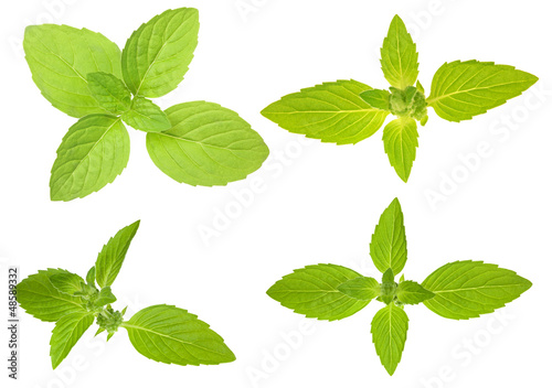 Photo: isolated green mint leaves set isolated green mint leaves set