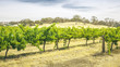 Barossa Valley