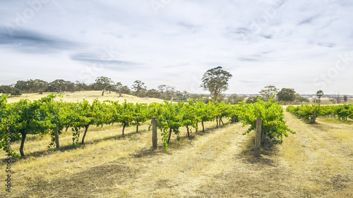 Photo: Barossa Valley Barossa Valley