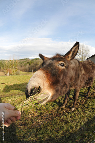 Photo: Head of a Donkey which Eating Grass tuft Head of a Donkey which Eating Grass tuft