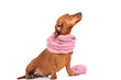 dachshund dog dressed into scarf isolated over white