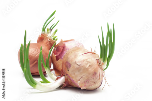 Photo: Sprouting onions Sprouting onions